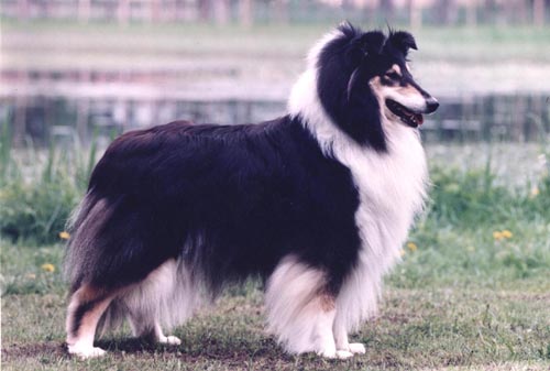 "Bella"