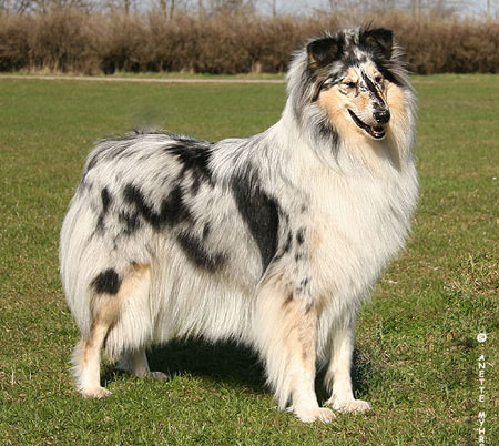 "zhazha"