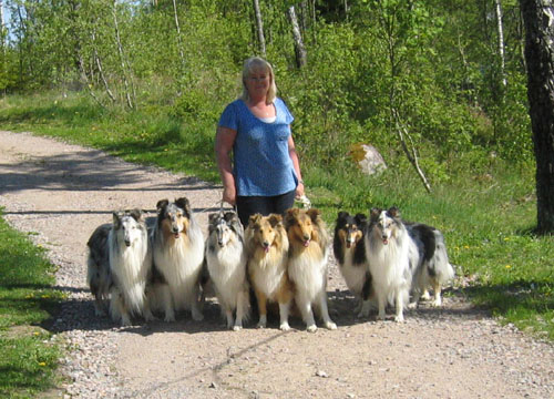 "collie-grupp"