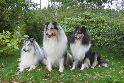 "collie"