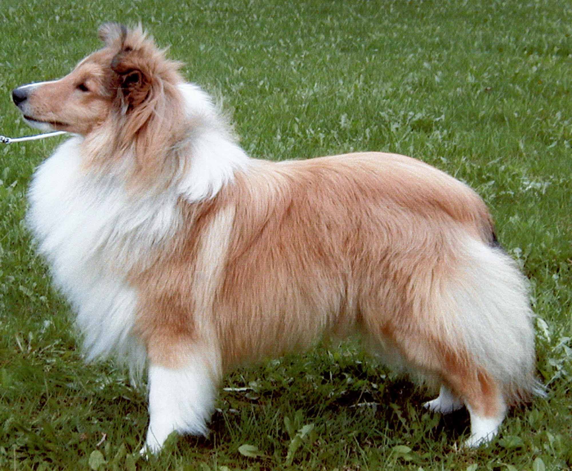 "Kasper"