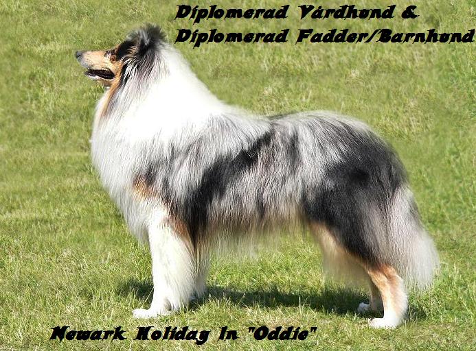 "Oddie"