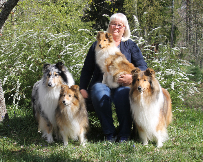 "collie"