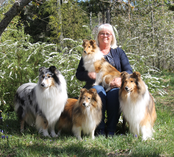 "collie-grupp"